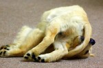 ChasingTail