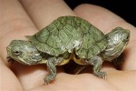 TwoHeadTurtle