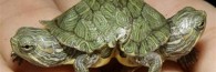 TwoHeadTurtle