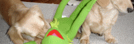 Frogicide
