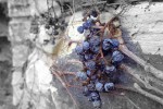 SourGrapes