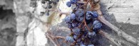 SourGrapes